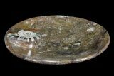Round Fossil Goniatite Dish #73989-2